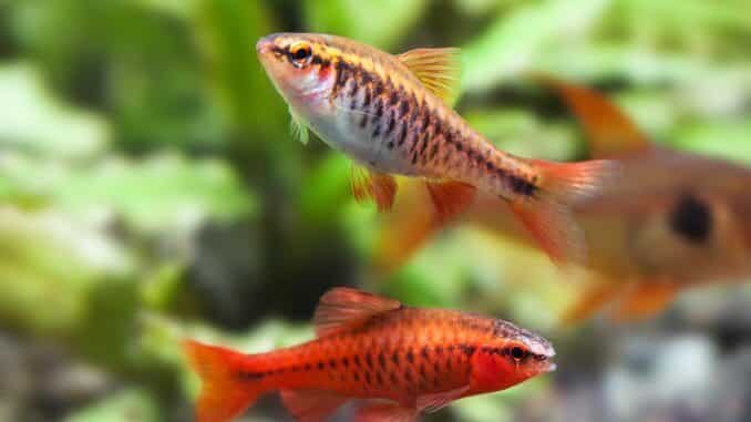 Cherry Barb Care: Keeping These Active and Sociable Fish Happy in Your Community Setup
