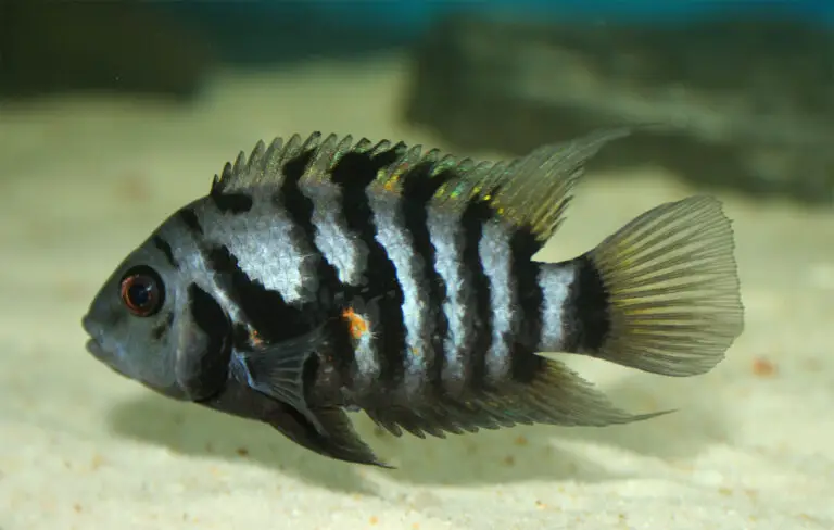 Convict Cichlid: Demystifying the Tenacious and Fascinating World of Convict Cichlids