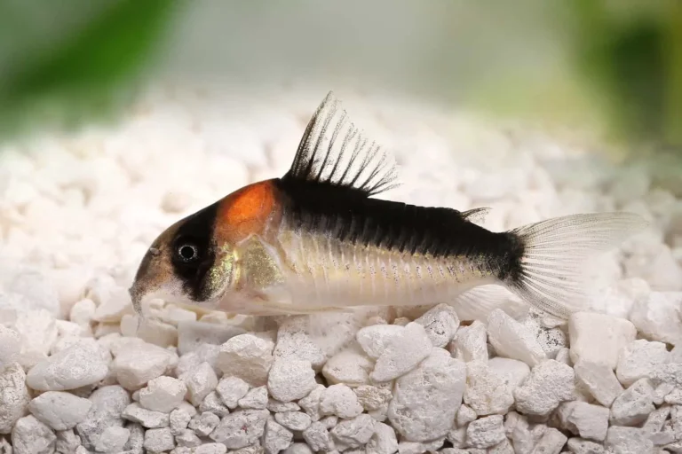 Corydoras Catfish: The Ideal Addition for Beginner Fish Keepers