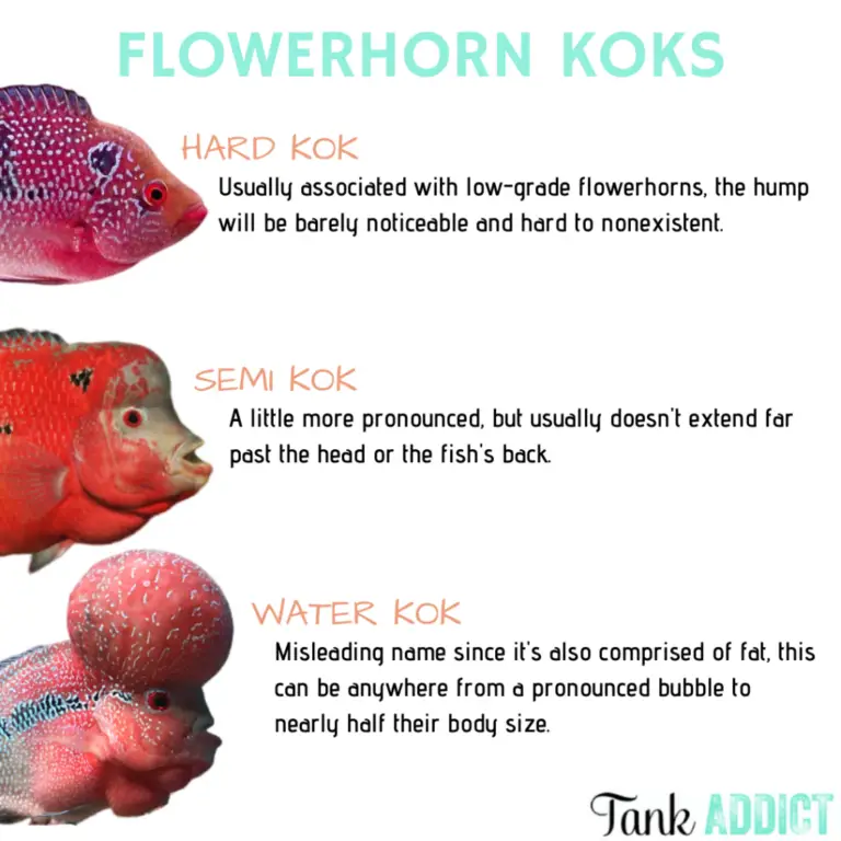 Flowerhorn Cichlid: Experiencing the Eccentricity and Controversy Surrounding Flowerhorns