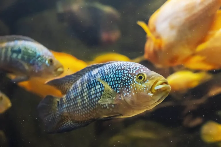 Jack Dempsey Cichlid: Decoding Their Bold Personality and Care Needs