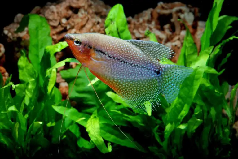 Pearl Gourami: Unveiling the Subtle Beauty and Grace of the Peaceful Labyrinth Fish