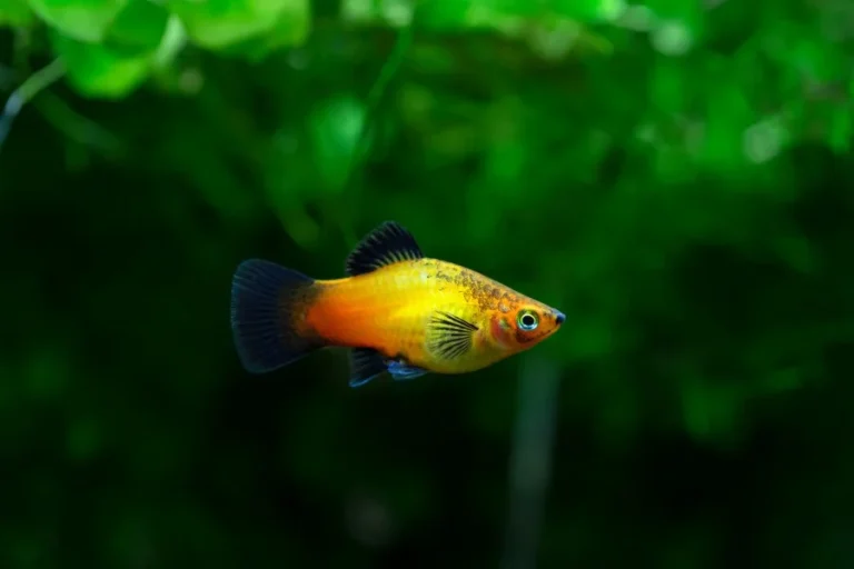 Platy Fish: Adding Vibrancy to Your Freshwater Aquarium