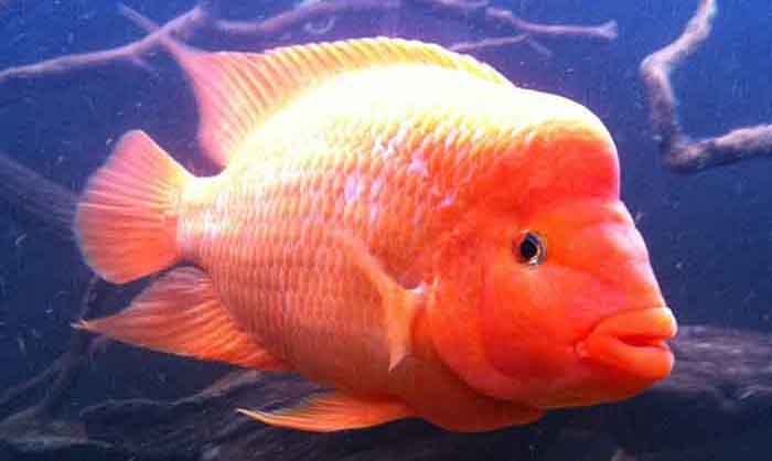 Red Devil Cichlid: Understanding Their Fiery Temperament and Charismatic Appeal