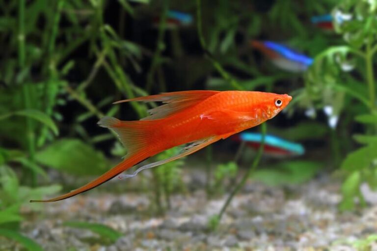 Swordtail Fish: Ideal Swimmers for a Lively Community Aquarium