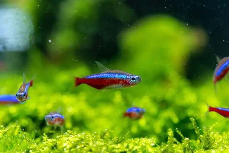 The Neon Tetra: A Colorful and Peaceful Addition to Your Community Aquarium