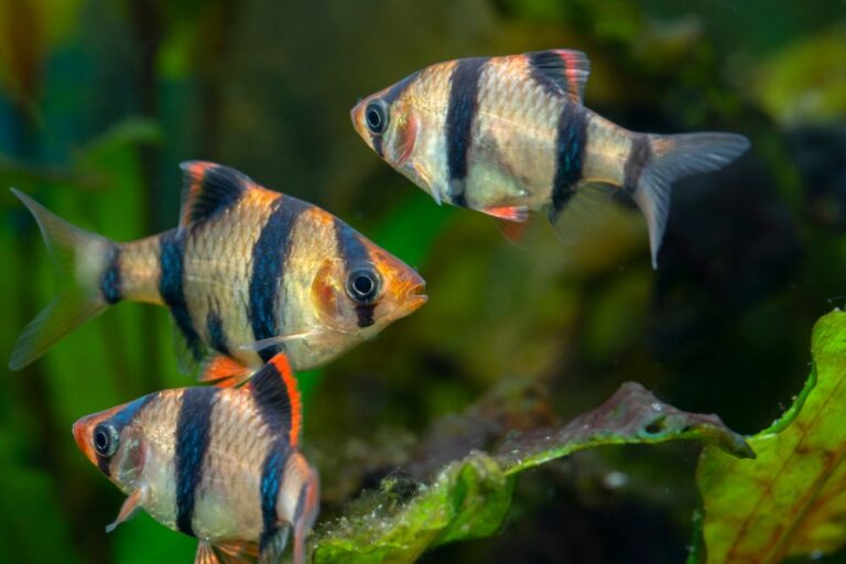 Tiger Barb: Exploring their Feisty Nature and Dynamic Behavior