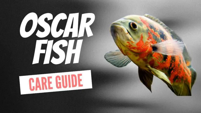 Unlocking the Charm of Oscar Fish: A Guide for Fish Keepers